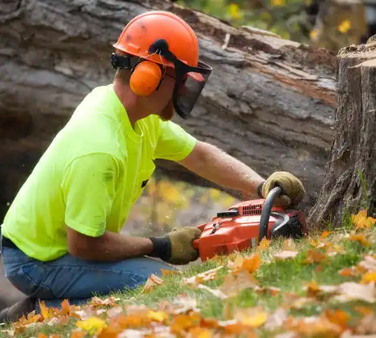 tree services Monfort Heights